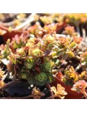 SEDUM floriferum