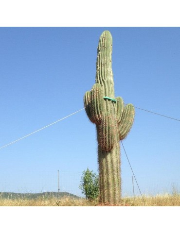 TRICHOCEREUS pasacana gros sujets