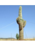 TRICHOCEREUS pasacana