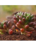 Sedum rubrotinctum