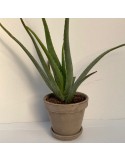 Cactus ou succulente en pot terre gris 17 cm