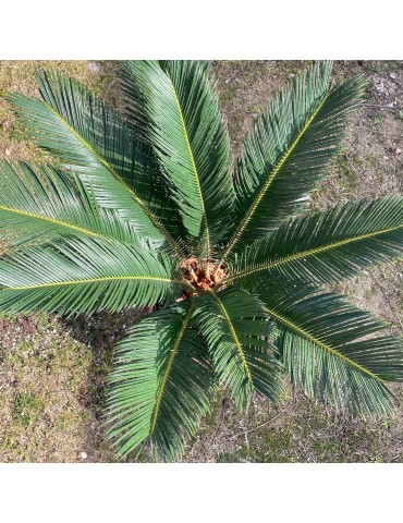 CYCAS revoluta grosses plantes