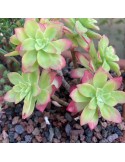 SEDUM palmeri