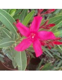 NERIUM oleander  Italia(Rouge simple)