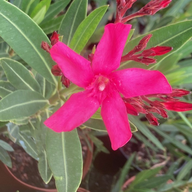 NERIUM oleander ROSE (Laurier rose)