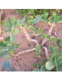 Cotyledon macrantha