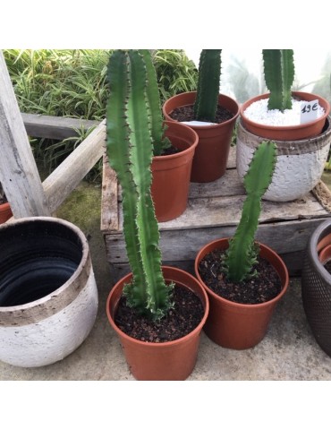Cactus, agave, euphorbe variés en pot de 17 cm