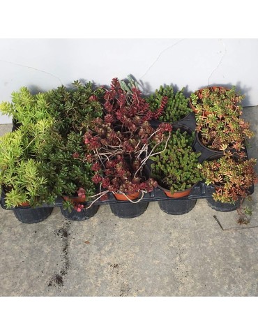 SEDUM OU DELOSPERMA VARIÉS