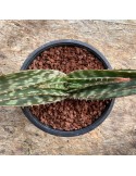 Aloe davyiana