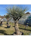 YUCCA rigida grosse plante