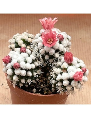 MAMMILLARIA gracilis cv. oruga