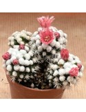 MAMMILLARIA gracilis cv. oruga