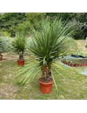 CORDYLINE indivisa