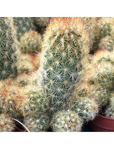 MAMMILLARIA elongata cv. Lemon