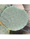 OPUNTIA robusta grosse plante