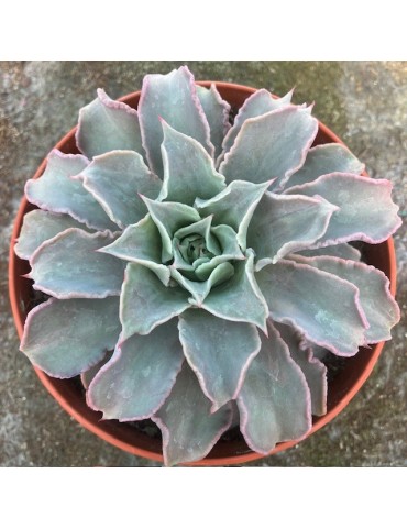 ECHEVERIA madiba