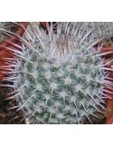 MAMMILLARIA parkinsonii