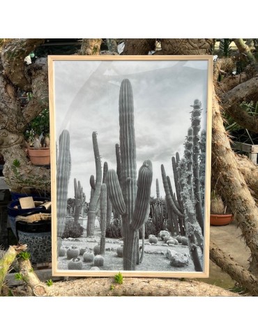 Affiche poster Jardin de Cactus