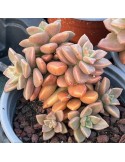 Graptosedum bronze