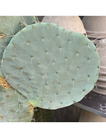 OPUNTIA robusta