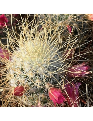 MAMMILLARIA rekoi subsp.leptacantha aureispina