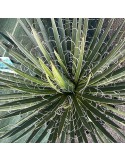 AGAVE geminiflora