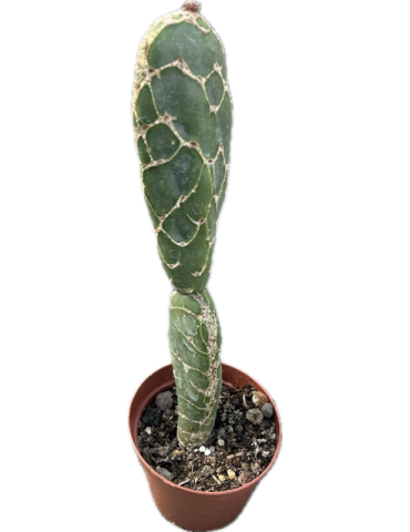 OPUNTIA zebrina reticulata