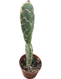 OPUNTIA zebrina reticulata