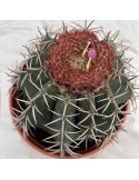 MELOCACTUS matanzanus