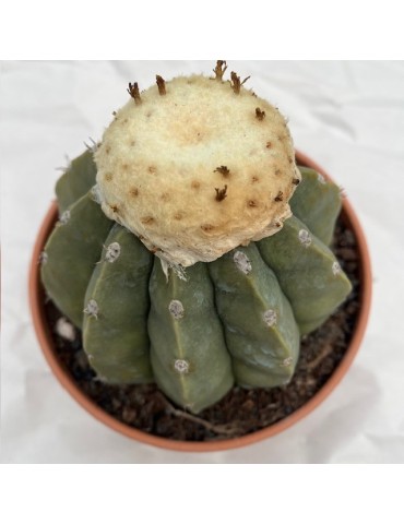 MELOCACTUS maxoni v. inermis