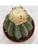 MELOCACTUS maxoni v. inermis