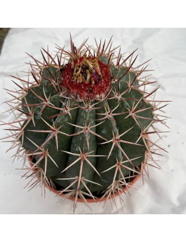 MELOCACTUS bahiensis