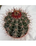 MELOCACTUS bahiensis