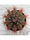 MELOCACTUS broadwayi