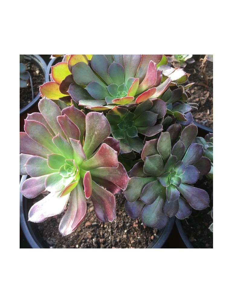 AEONIUM blushing beauty - Les Cactées de Saint Jean