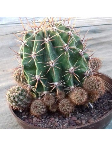 Coupe cactus, agave, euphorbe 16 cm