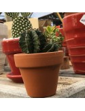 Cactus ou succulentes pot terre 11 cm