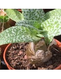 SCILLA pauciflora
