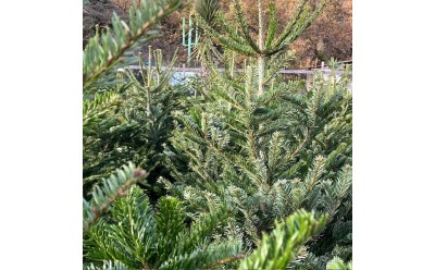 Sapins de Noël